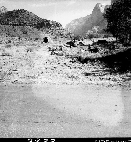 Start of road-clearing work near South Entrance Station, felled ailanthus trees screening campground.