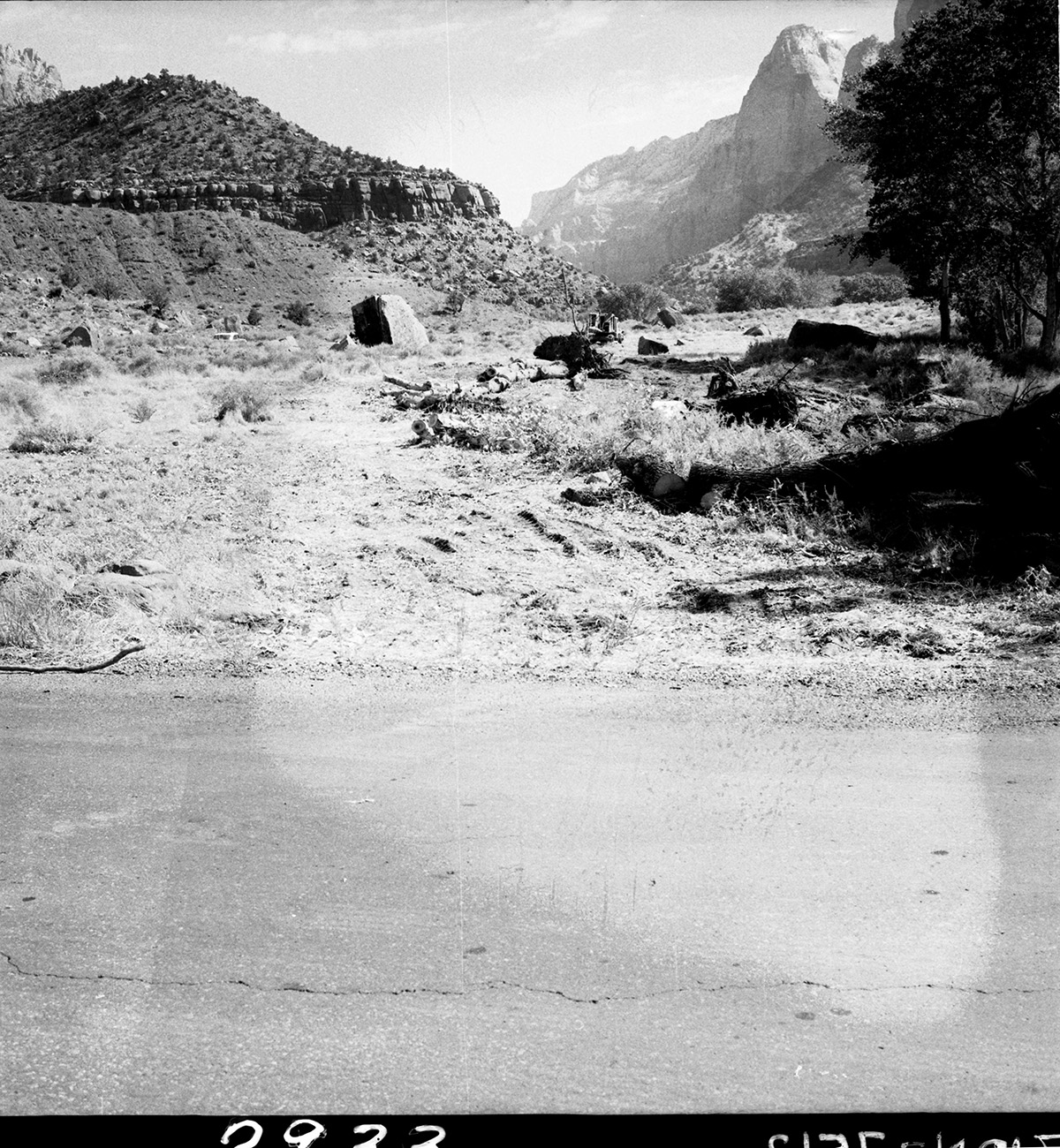 Start of road-clearing work near South Entrance Station, felled ailanthus trees screening campground.