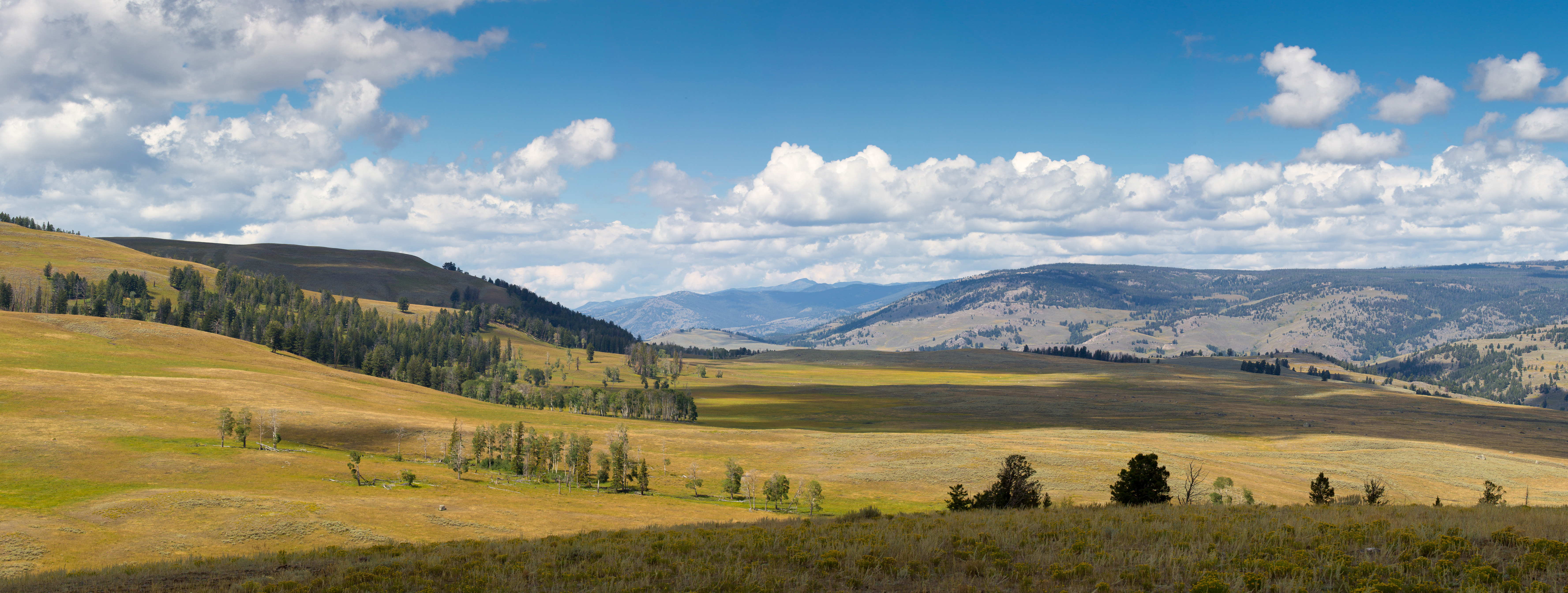 A view out over open grassy slopes with a depression in the background which contains the Lamar River.