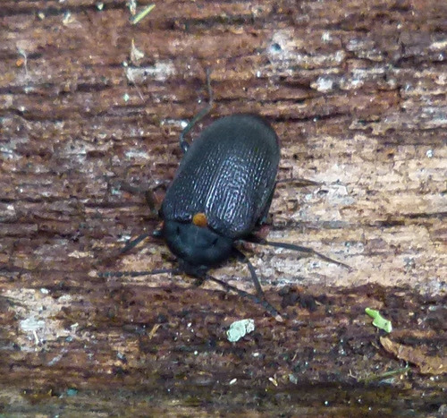 Polypore Fungus Beetle, Penthe obliquata