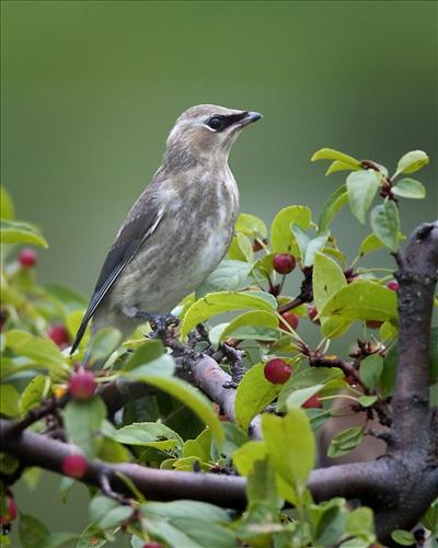 Cedar waxwing in Cuyahoga Valley National Park