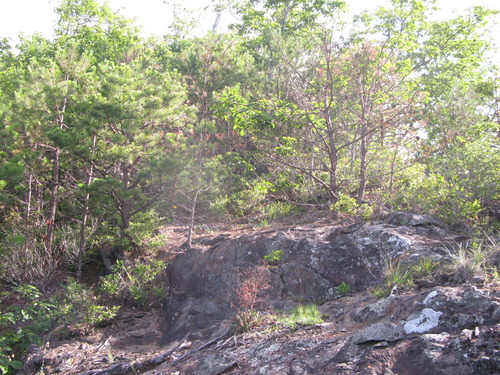 GRSM Accuracy Assessment. Plot Code: GRSM_AA_0085_6