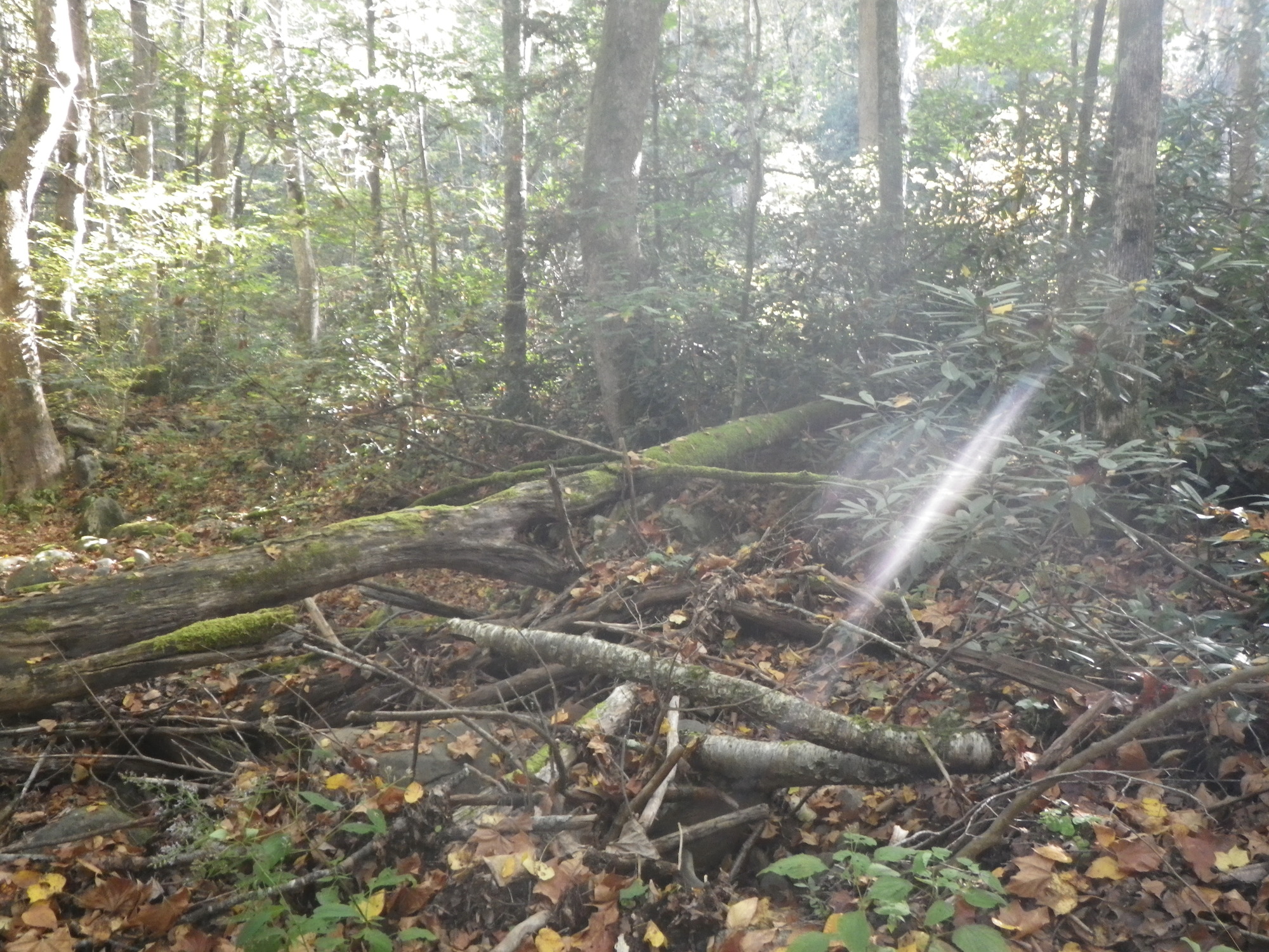 GRSM Accuracy Assessment. Plot Code: GRSM_AA_0246_3