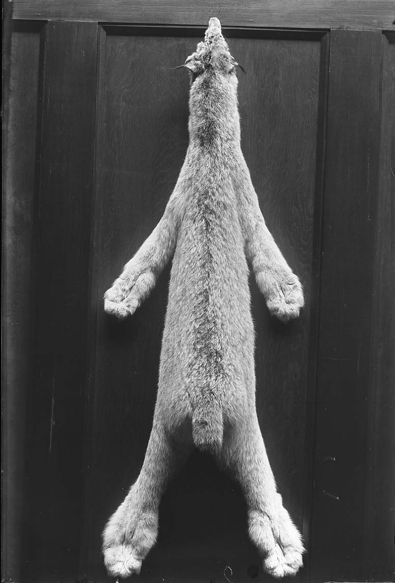 Lynx Pelt
