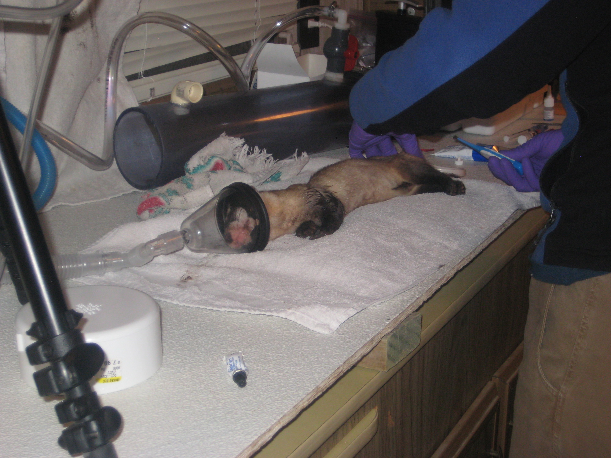 a wild ferret lying sedated while a veterinarian examines it 
