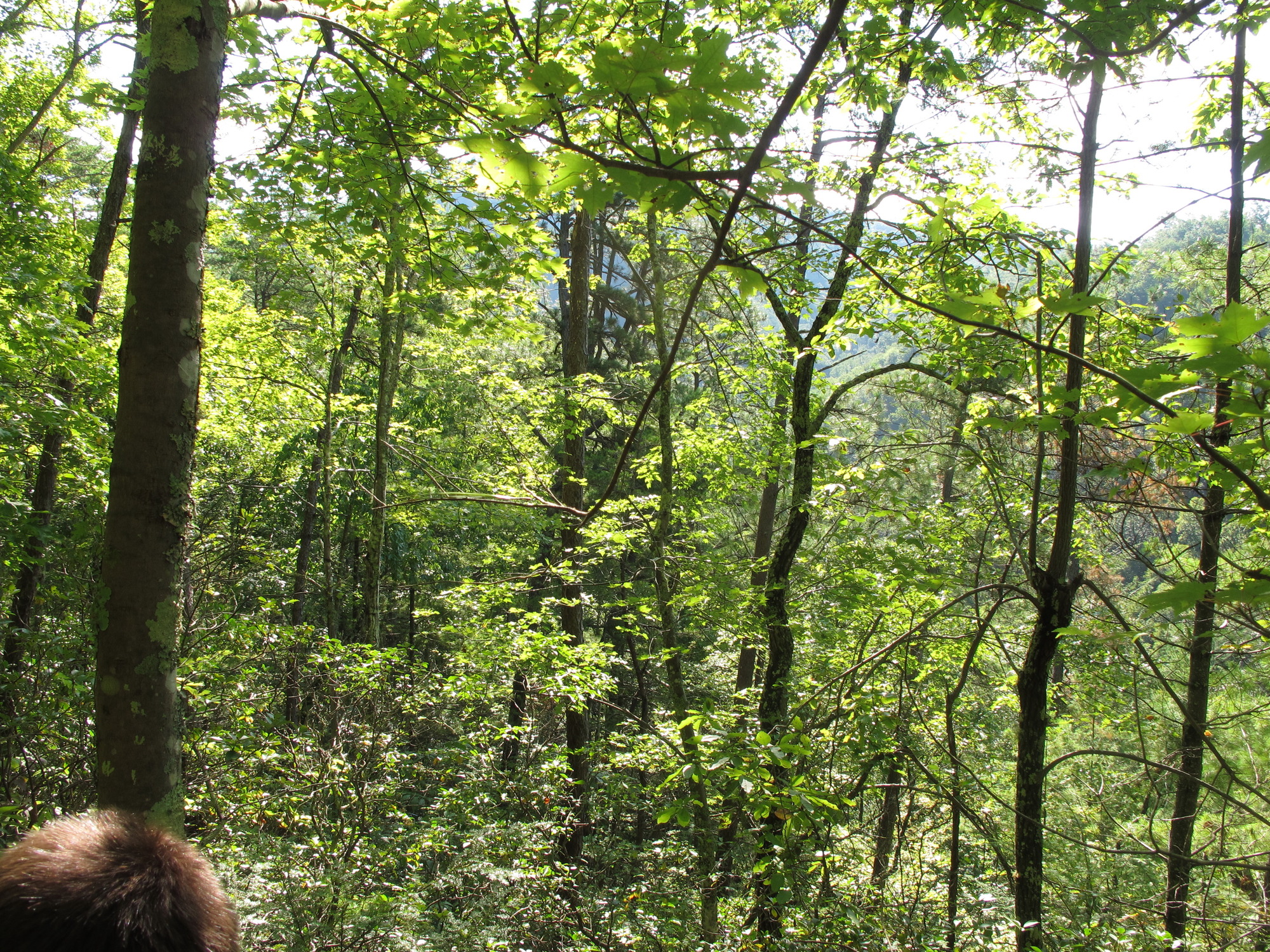 GRSM Accuracy Assessment. Plot Code: GRSM_AA_0430_6