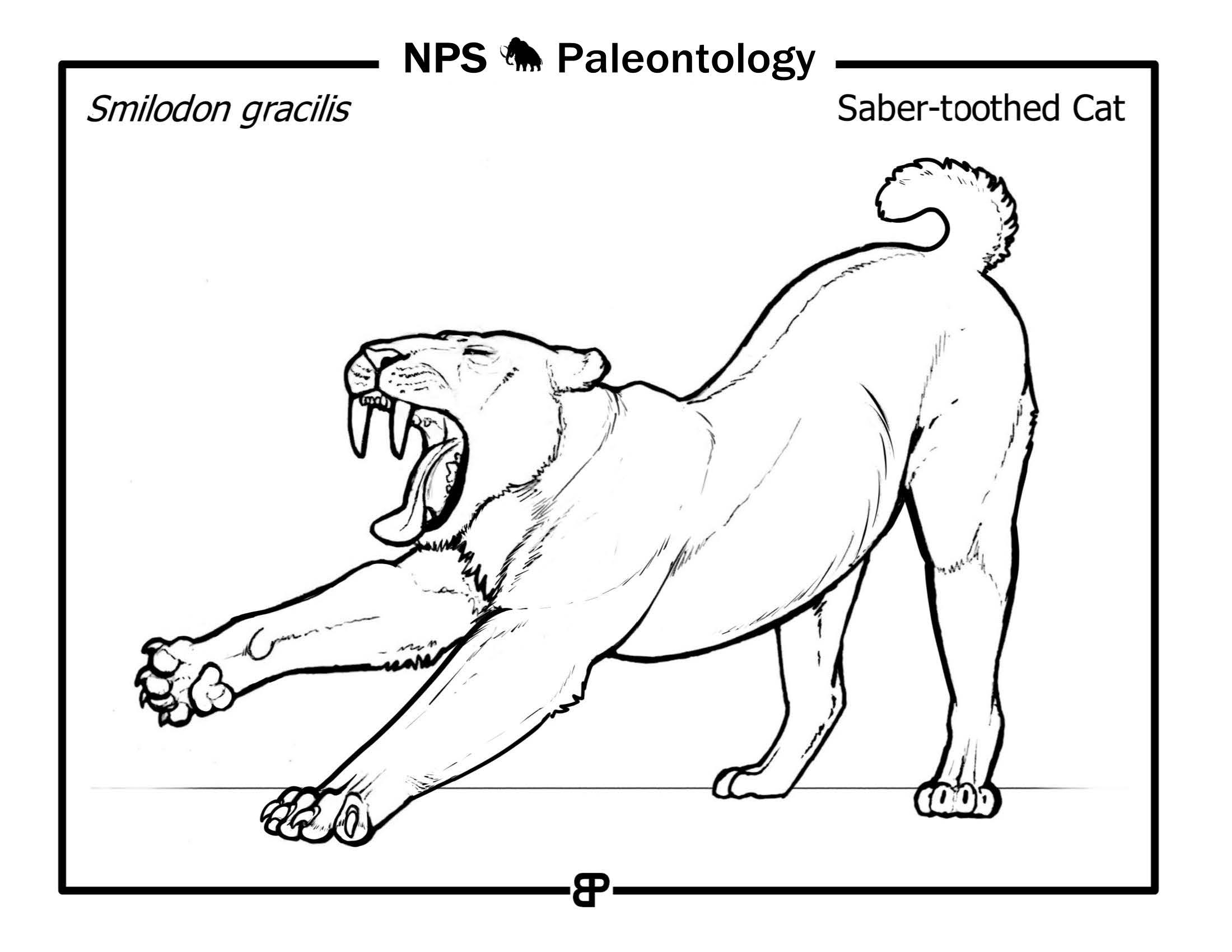 line drawing of a saber-tooth cat