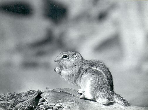 White-tailed Antelope Ground Squirrel (Ammospermophilus leucurus)