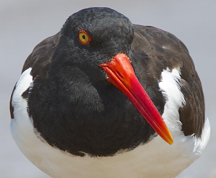 "Untitled III- bird up close" Scott Burnett