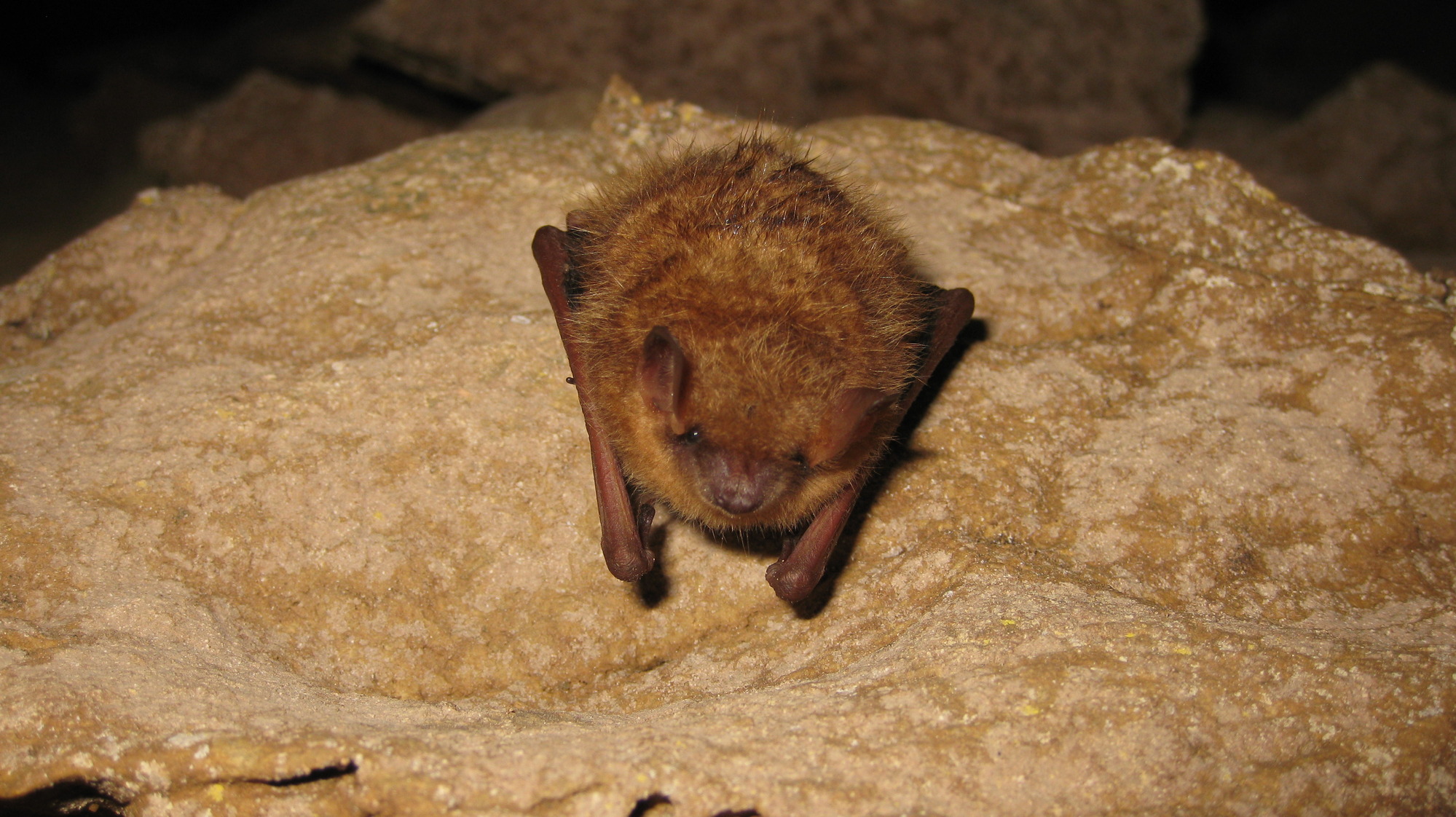 Tricolored bat hanging on a rock