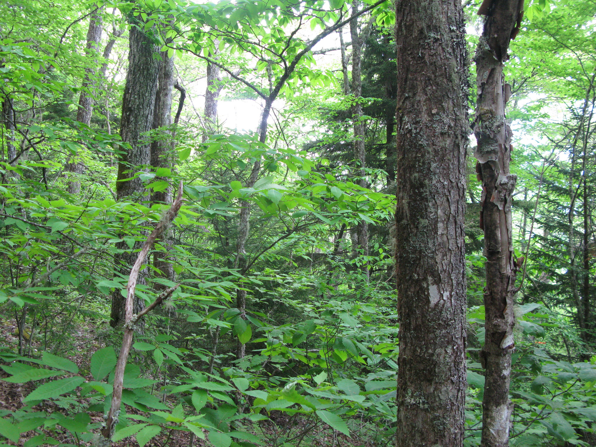 GRSM Accuracy Assessment. Plot Code: GRSM_AA_0816_2