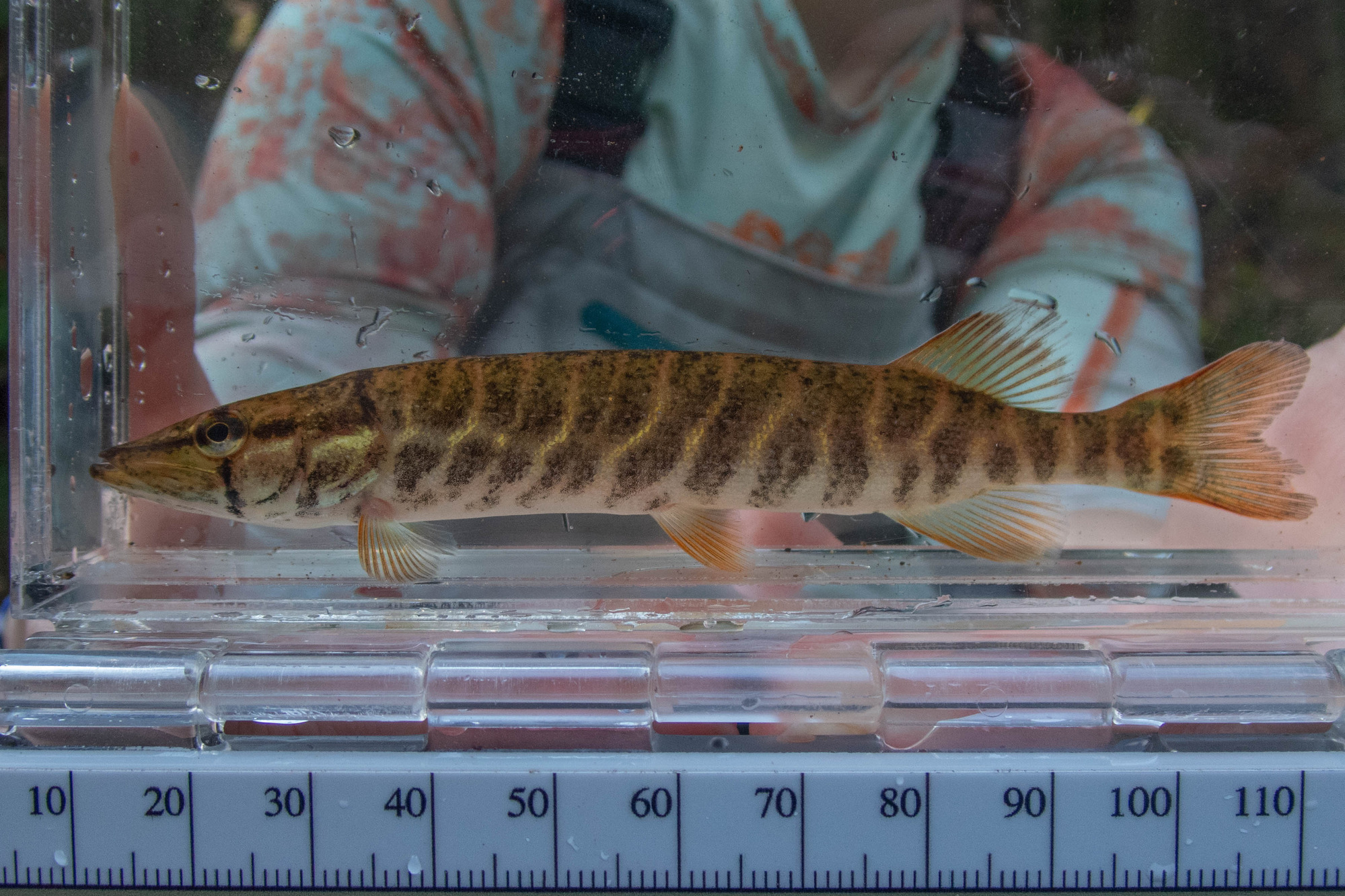 Esox americanus (redfin pickerel) - full body, large juvenile