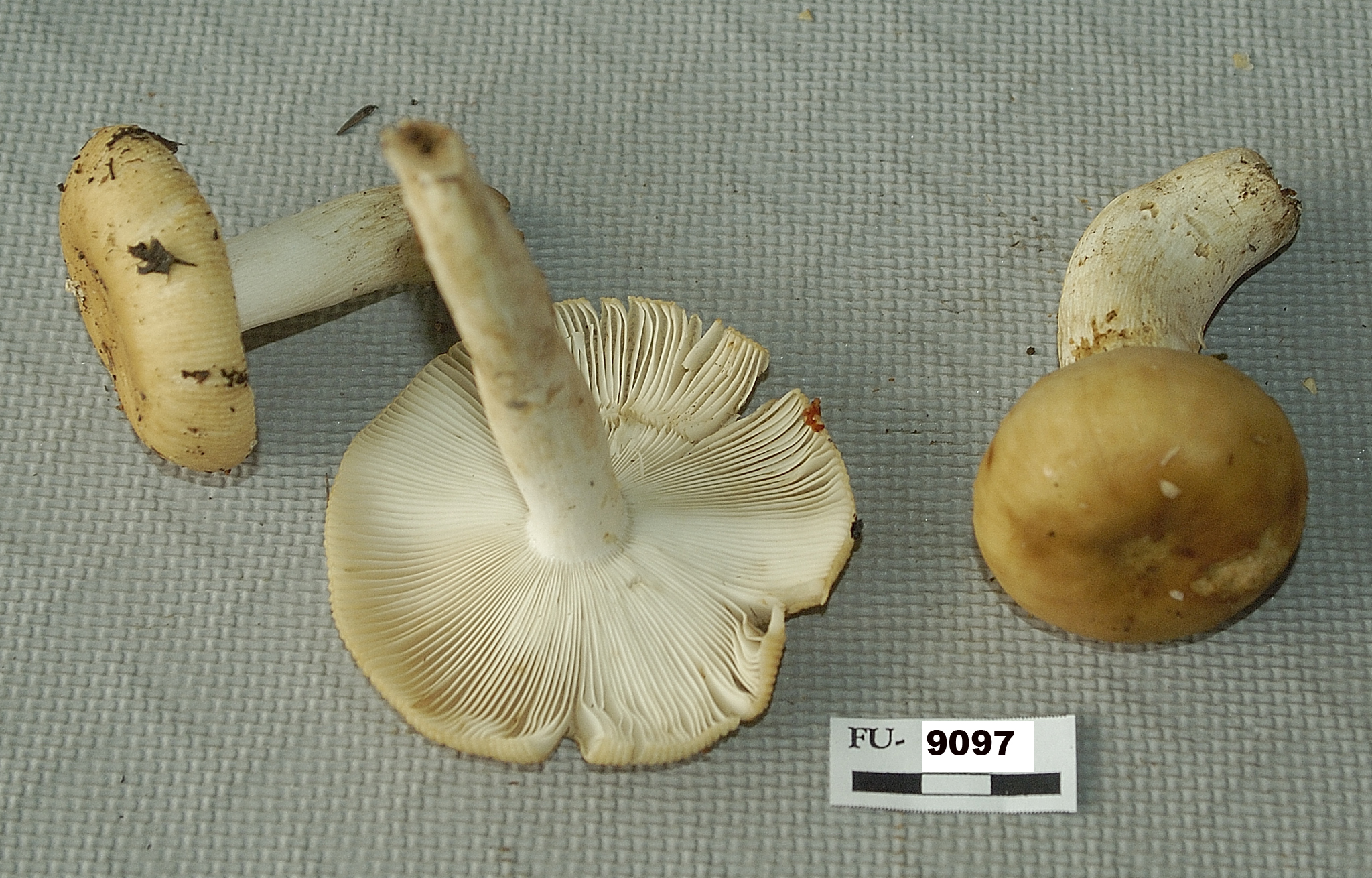 Image of Russula laurocerasi, a species of fungi.