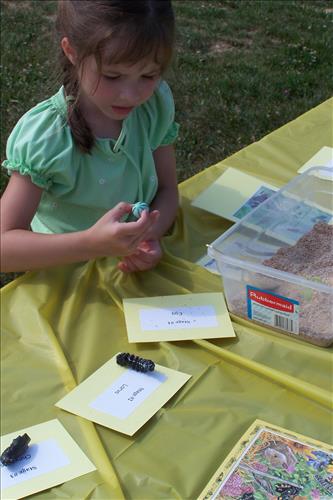 Junior Ranger, Butterfly's Breakfast, Activities
