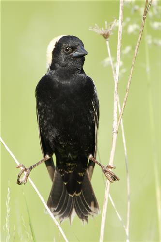 Bobolink in Cuyahoga Valley National Park