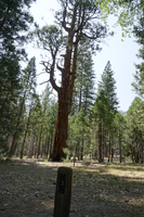 A reddish tree stands in the foreground behind it are more trees 