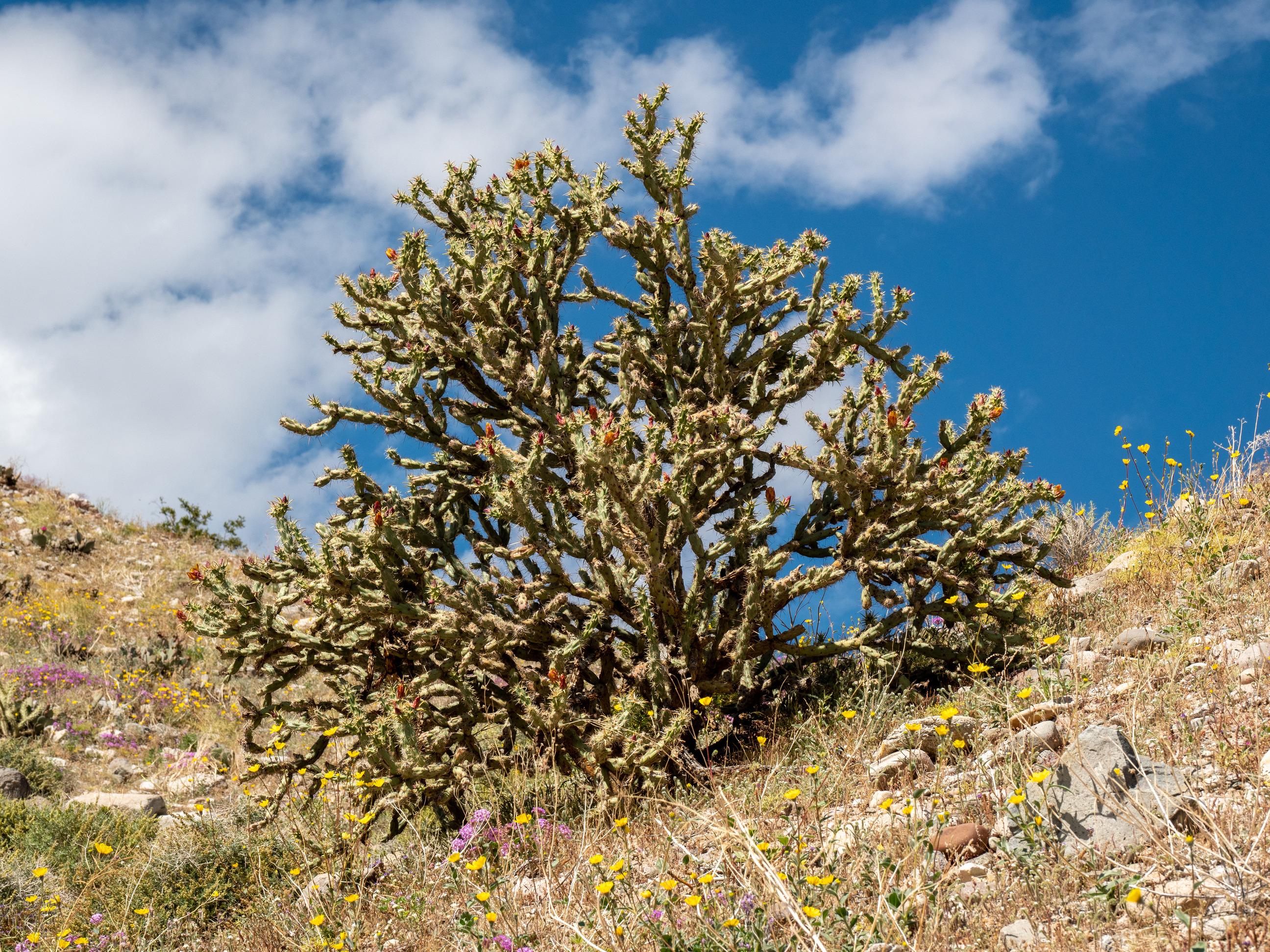 large bush shaped cactus on hillside, sky with clouds behind