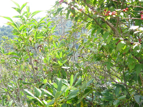 GRSM Accuracy Assessment. Plot Code: GRSM_AA_0008_3