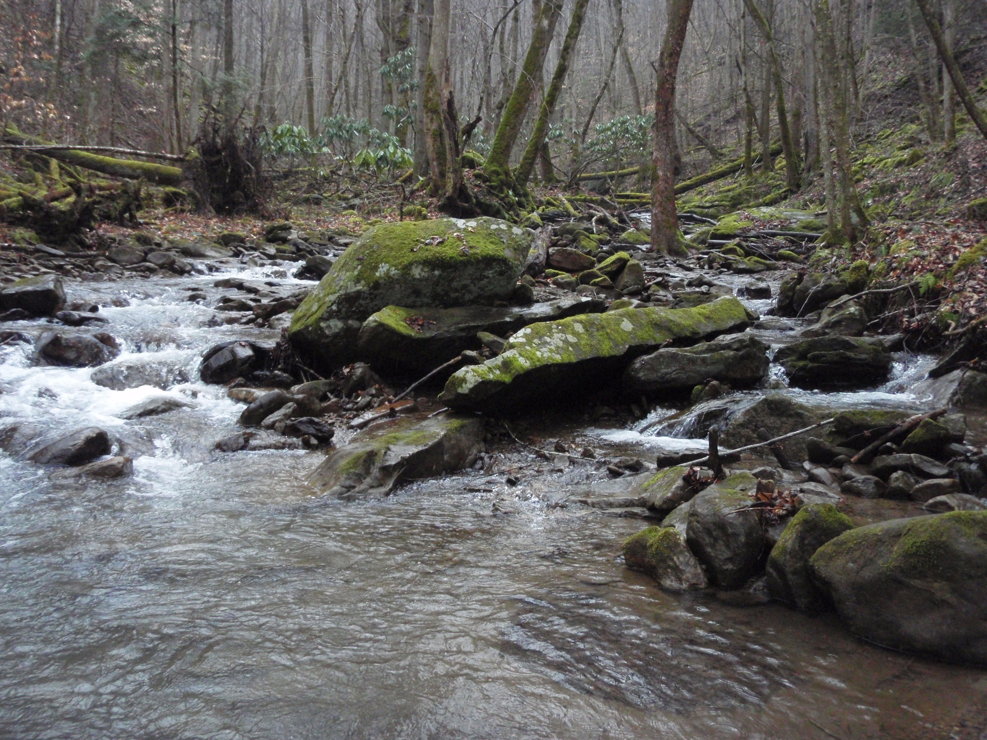 Site visit photo showing the upstream (UP) or downstream (DN) view of a wadeable stream reach taken during benthic macroinvertebrate monitoring at New River Gorge National Park and Preserve.