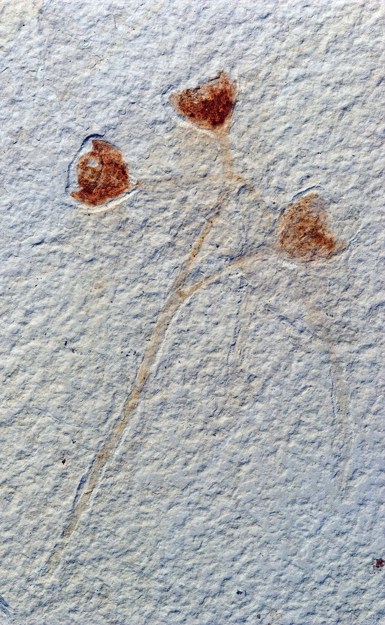 A stem from which three smaller stems branch off. At the end of these stems is an orange cup-shaped structure.