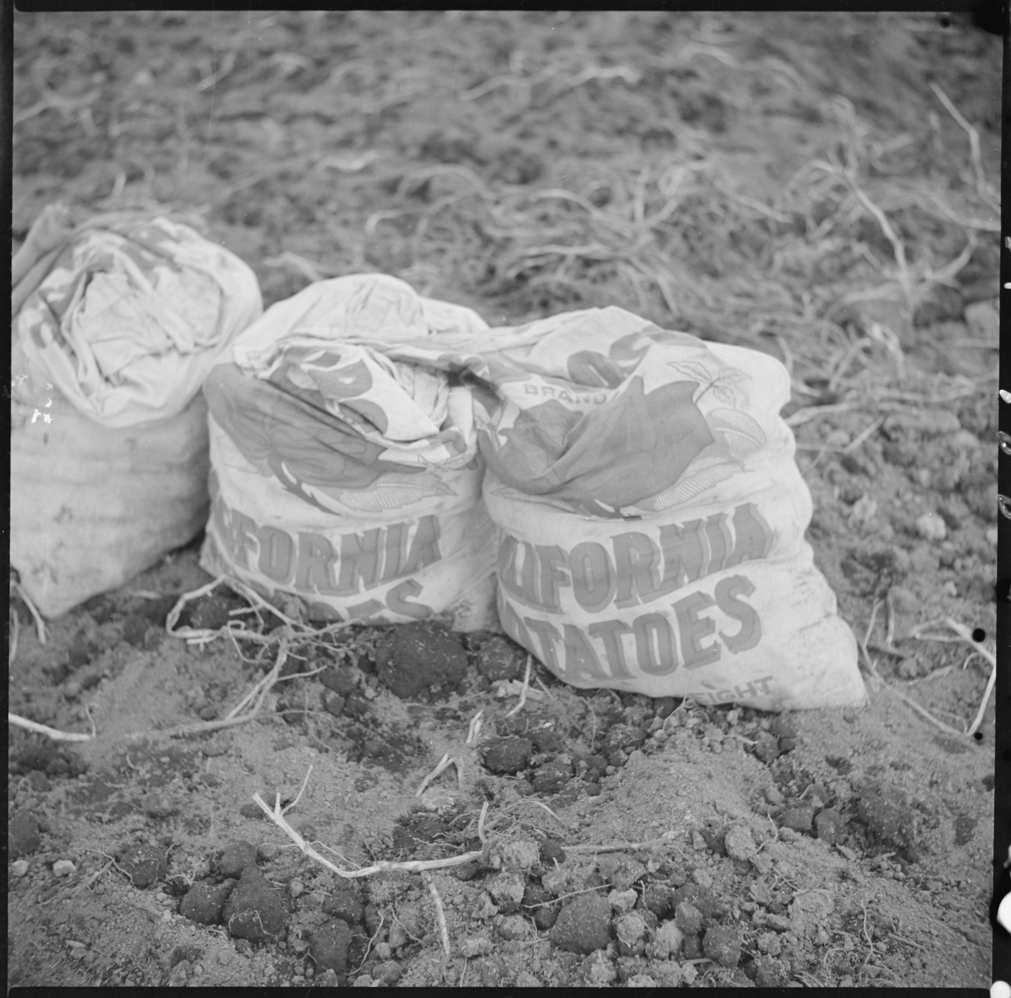 Sacks which are being filled with newly dug potatoes by evacuee farmers at this relocation center