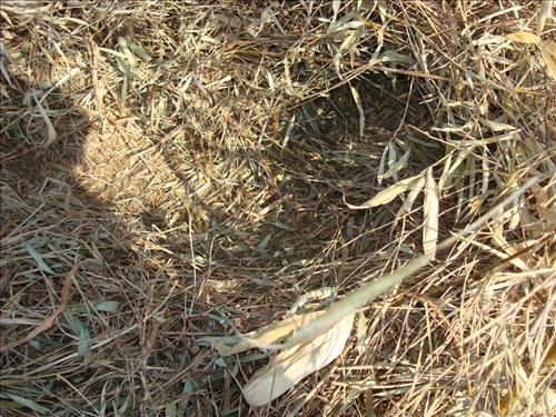 Feral Hog Damage At Big Creek and Sanders Field, Buffalo National River