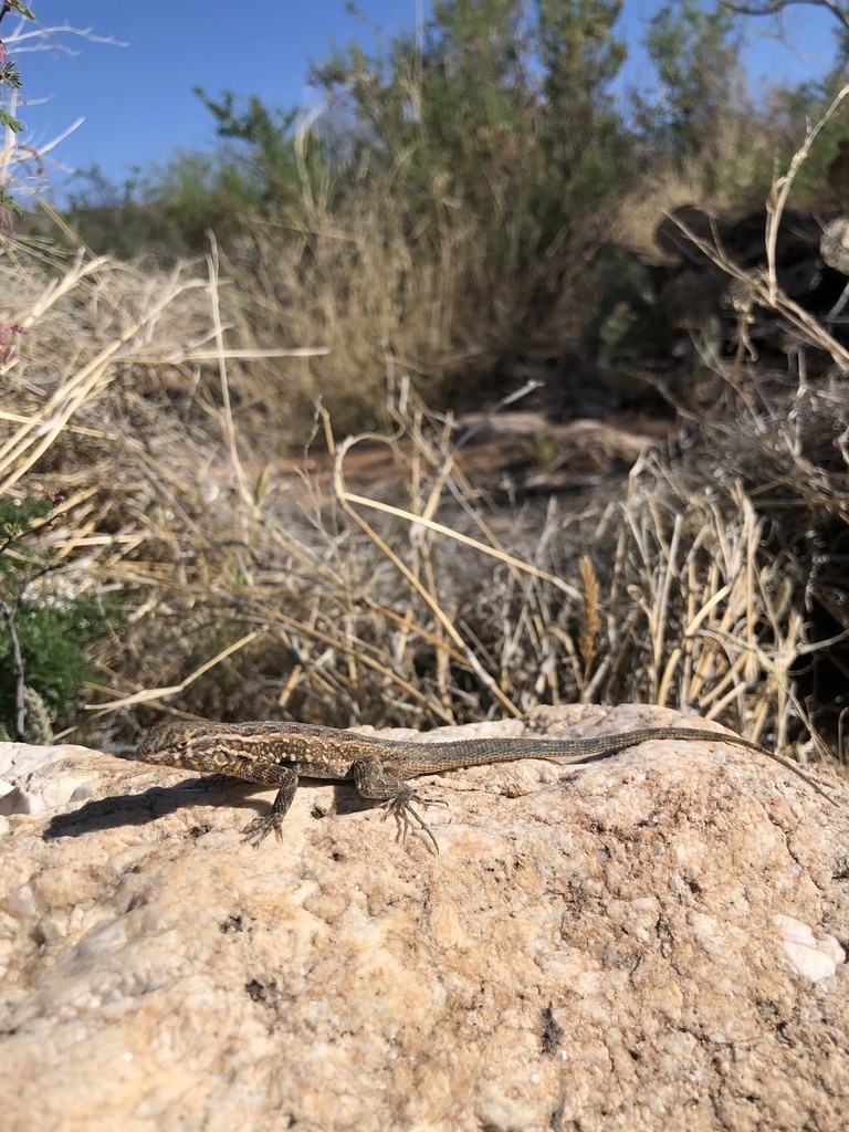 A western side-blotched lizard, roughly the size of a regular sharpie. It has a mostly brown body, dull tan stripes running from head to tail, and a distinct black blotch behind the front limbs. It is laying on a textured tan rock under bright light. In the background, behind the rock, is a variety of desert grasses and trees. A blue, cloud-less sky above.