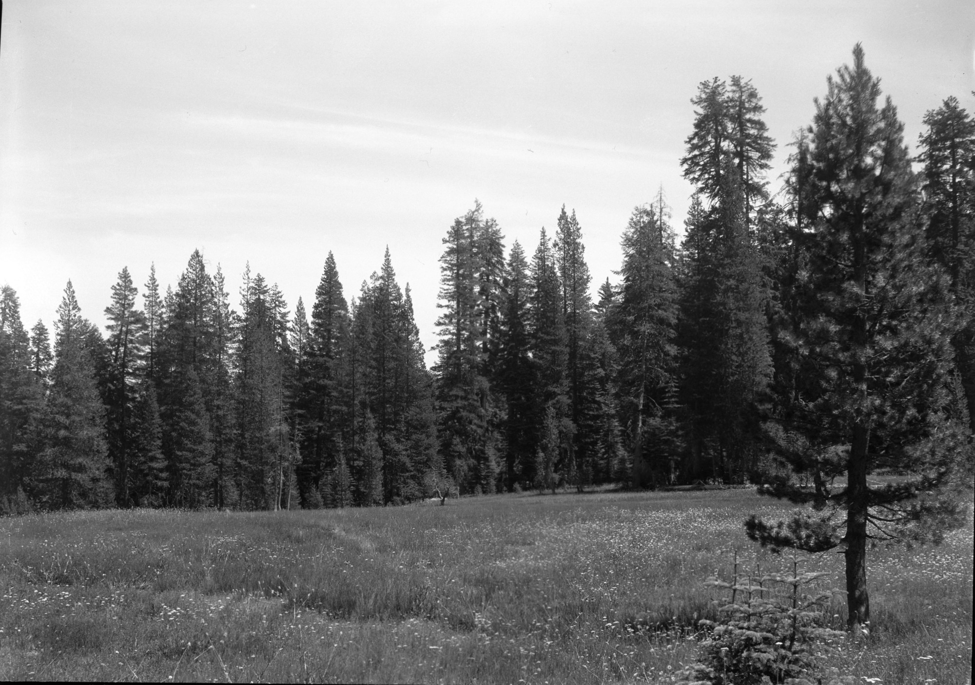 Flowers, grass, Lodgepole at right.
