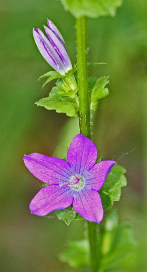 A pink, star-shaped flower in the middle of a tall green stem.