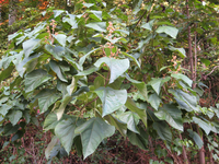 Princess-Tree Saplings