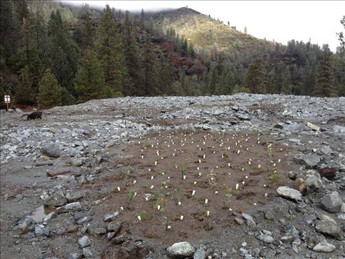 Crystal Creek Quarry Rehabilitation - Planting Pockets - Winter, 2012
