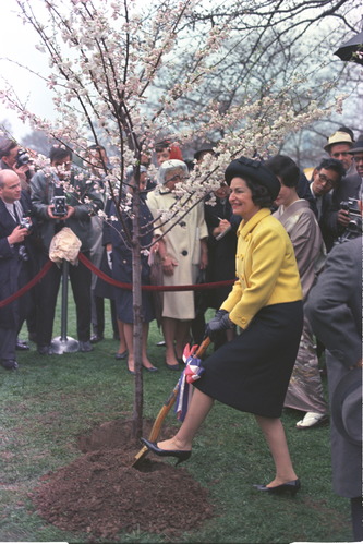 A crowd of spectators and photographers watch as Lady Bird Johnson, wearing a round hat, double-breasted coat, skirt, and heels, pushes a shovel into a pile of soil beside a newly-planted tree with blossoms on its branches. 