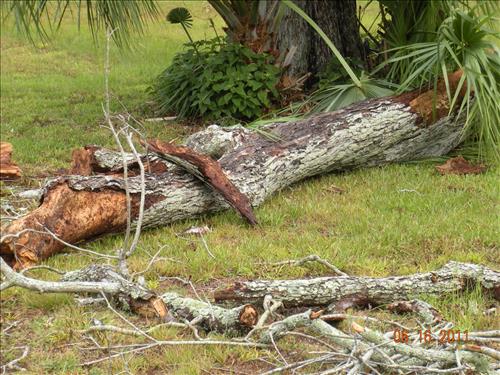 Storm Damage Fort Frederica National Monument 2011