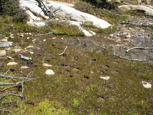 Hoof impacts and shearing at Upper Bubbs Meadow, Sequoia and Kings Canyon National Park
