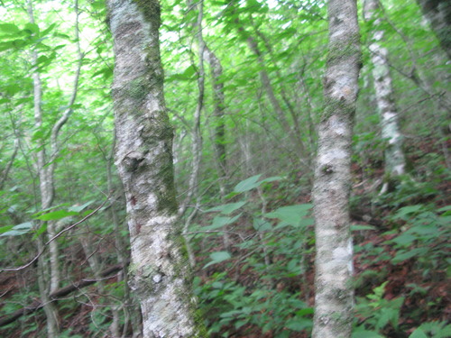 Plot Code: GRSM_AA_0671_5