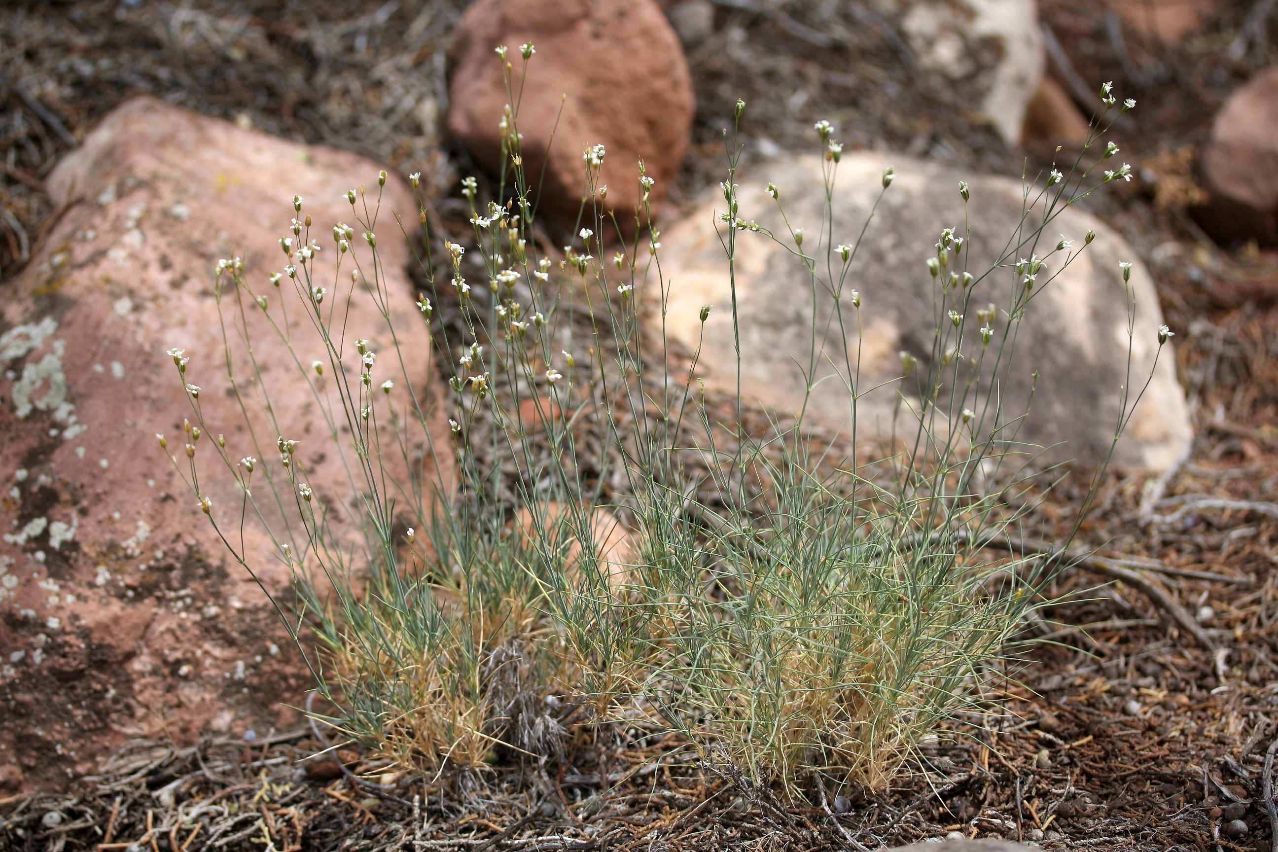 Arenaria macradenia, Shrubby sandwort