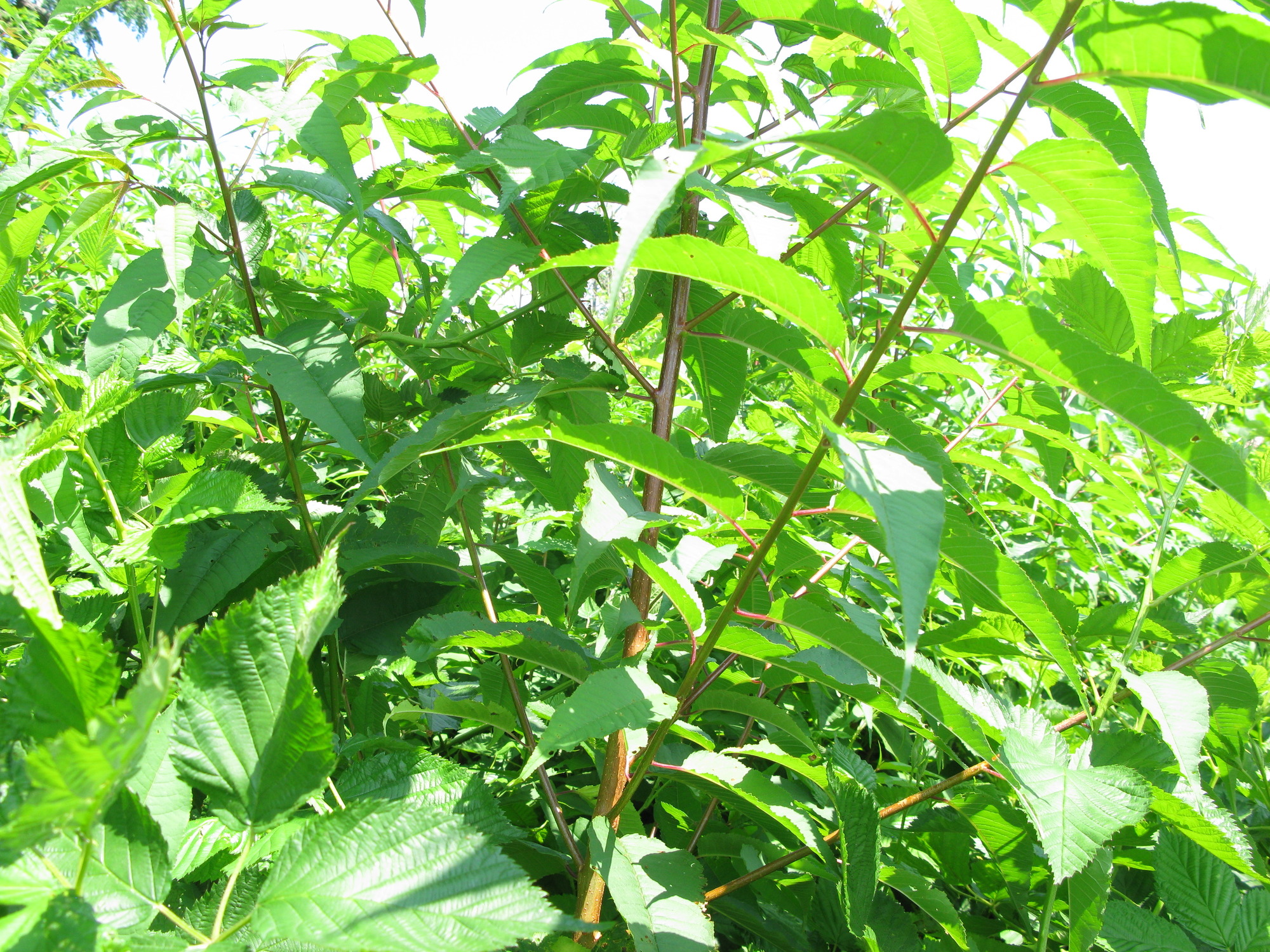 GRSM Accuracy Assessment. Plot Code: GRSM_AA_0073_2