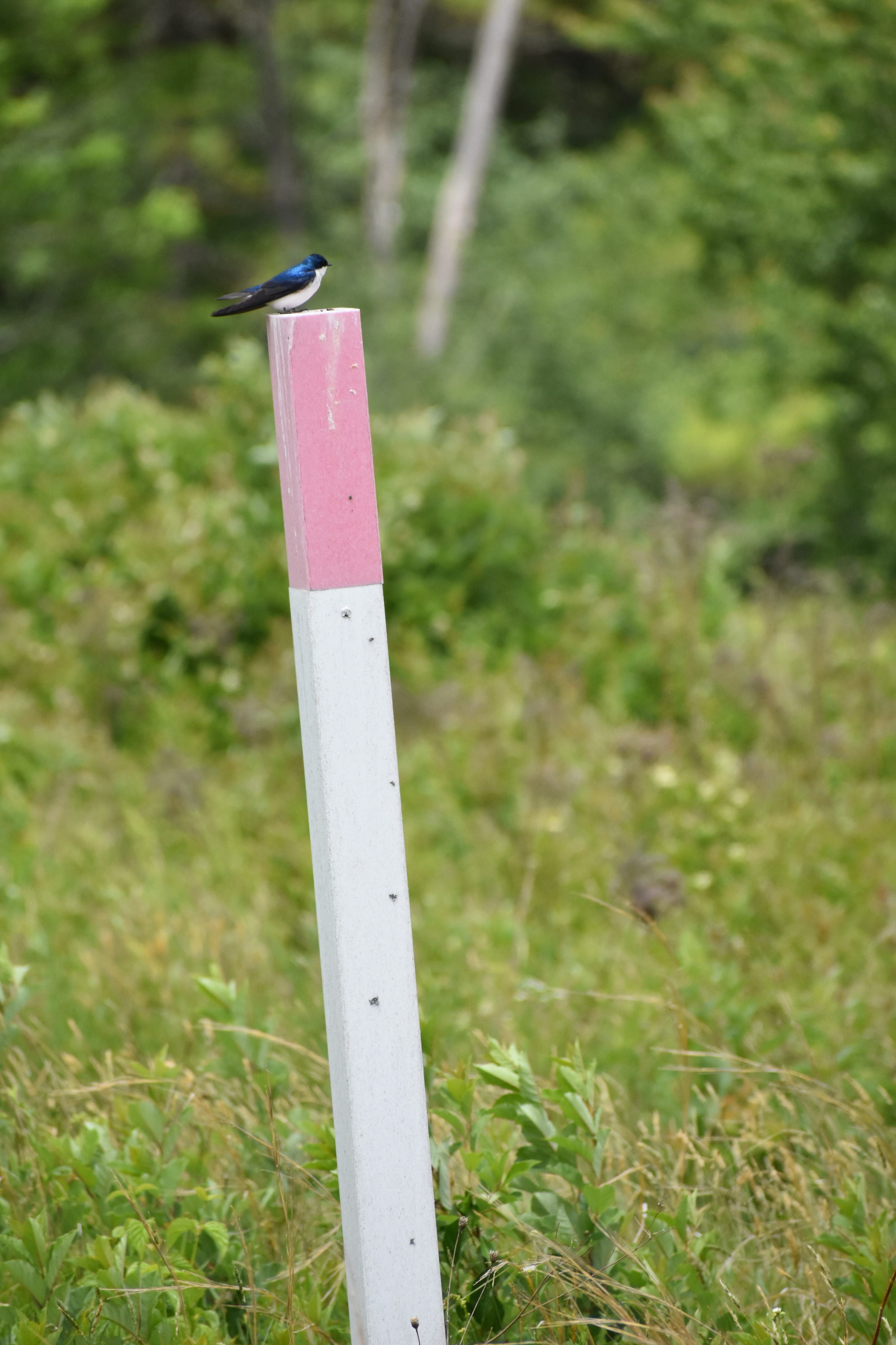 A tree swallow sits on a red and white post.