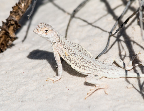 A close-up view of a bleached earless lizard sitting on the sand.