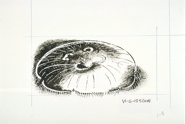 a Jellyfish (Aurelia)