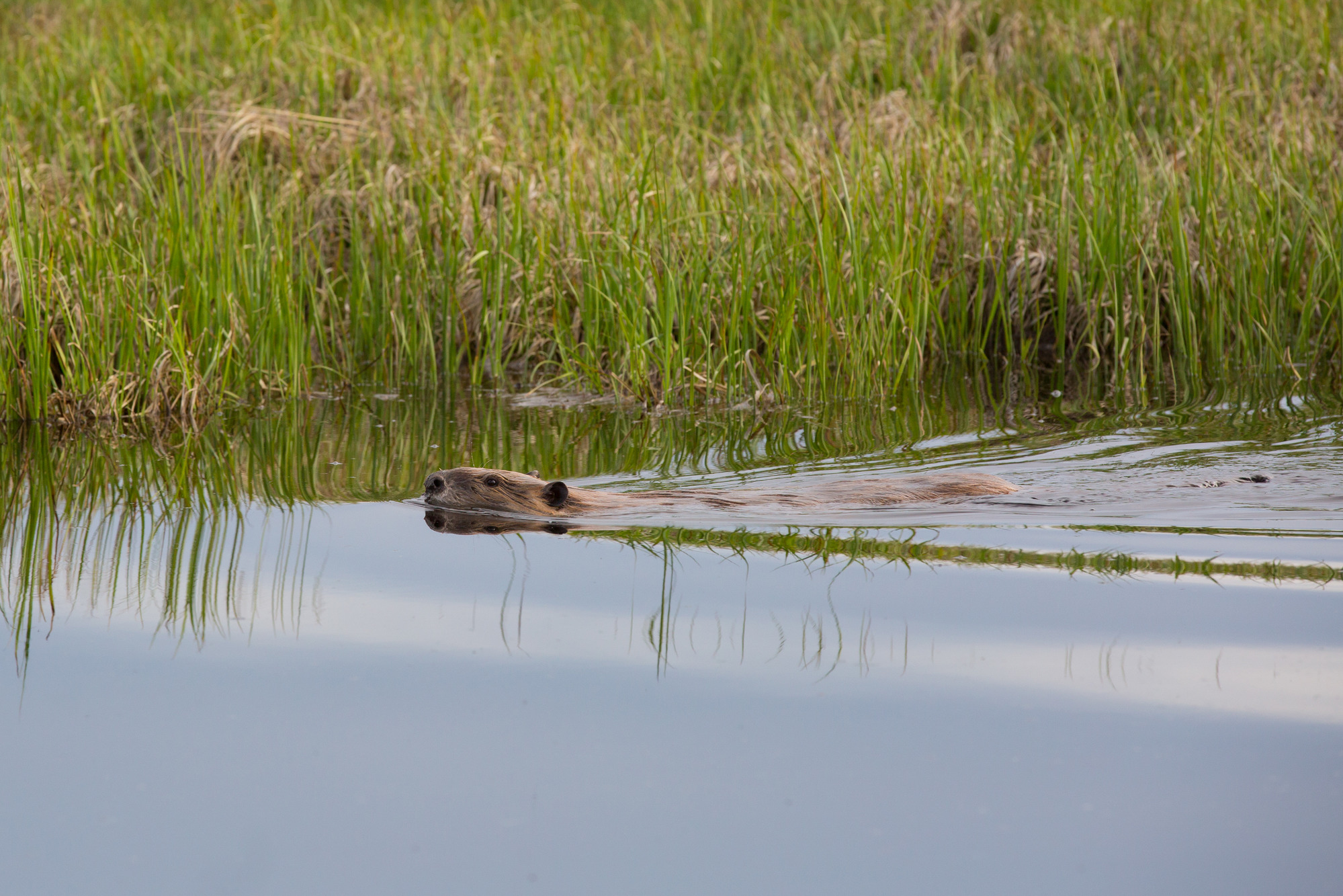 Beaver is swimming in water next to a grassy bank.