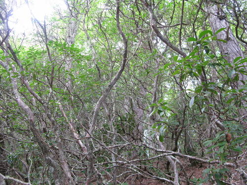 GRSM Accuracy Assessment. Plot Code: GRSM_AA_0894_2