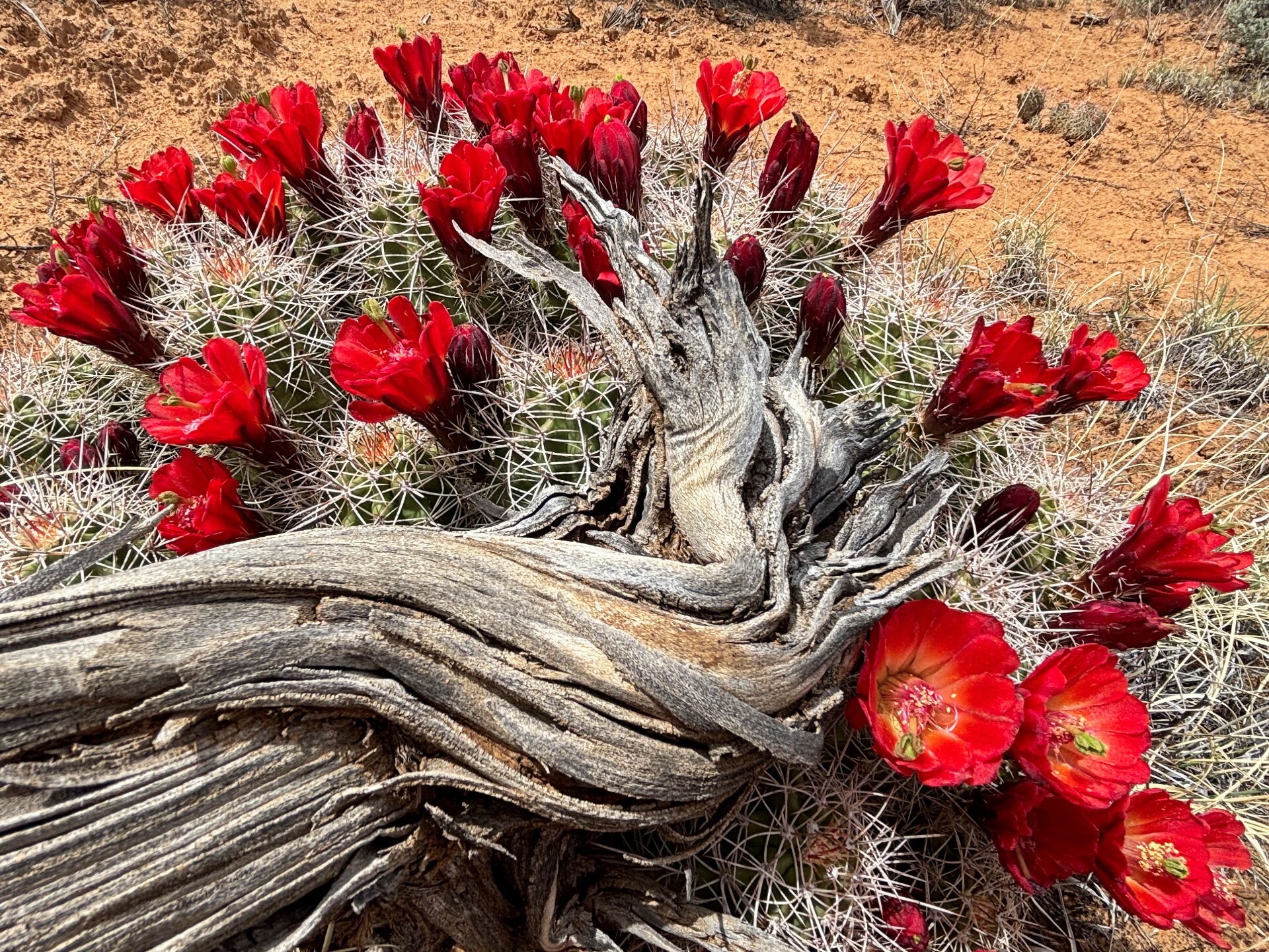 Red blooms on a cactus emerging from under driftwood.