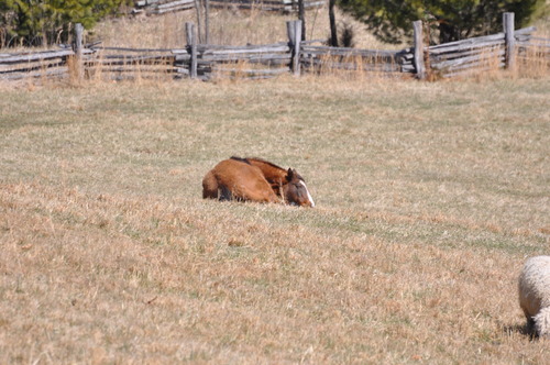 Monty the horse taking a snooze on a warm spring day