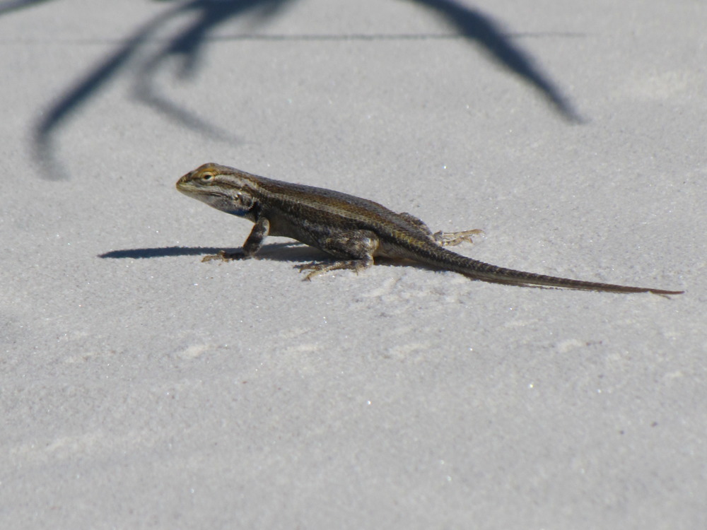 Southwestern Plateau Lizard