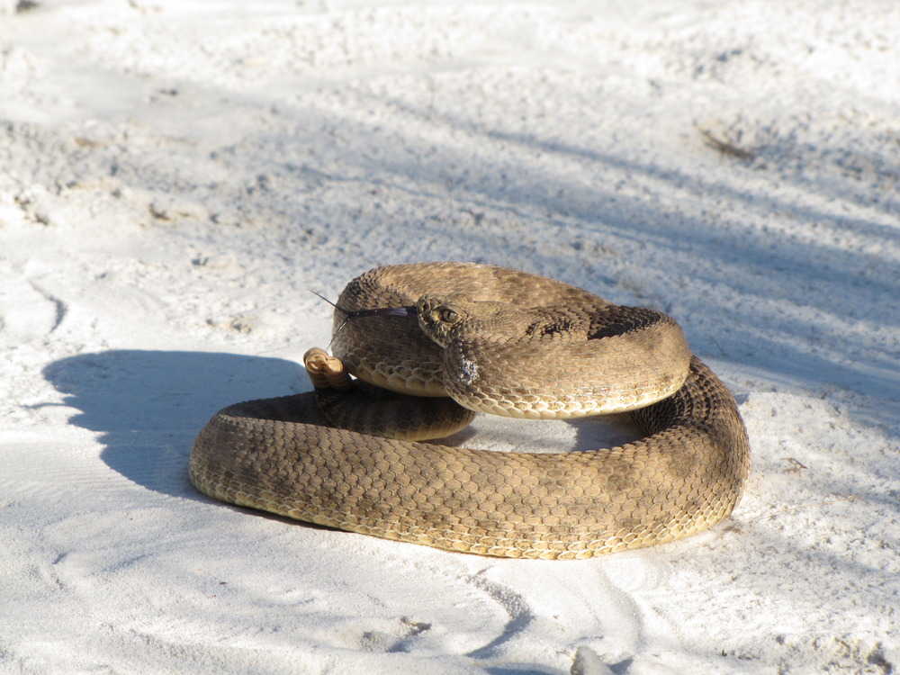 Prairie Rattlesnake