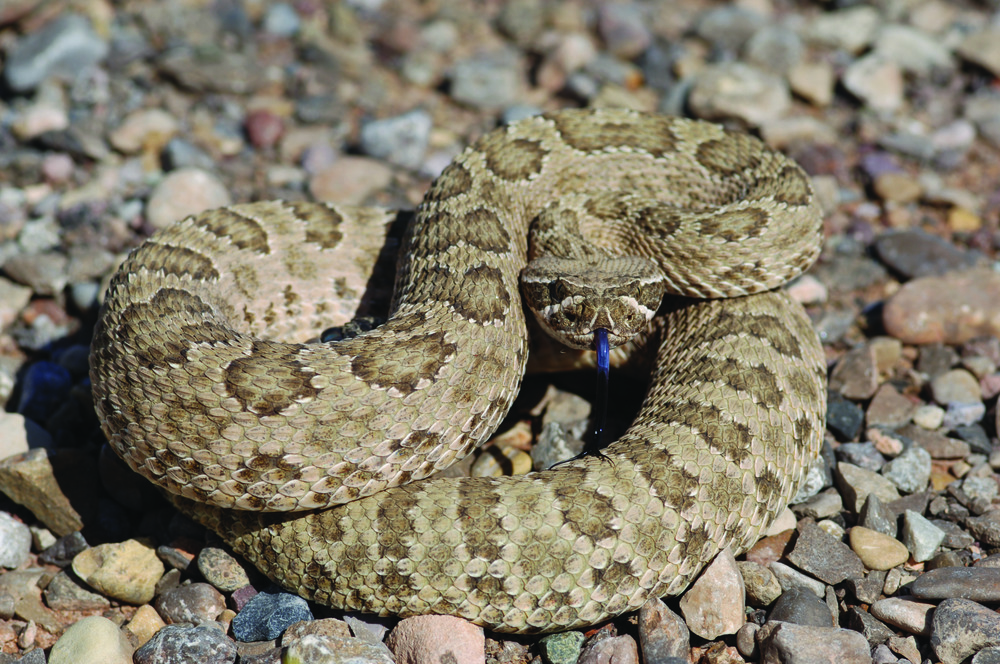 Prairie Rattle Snake