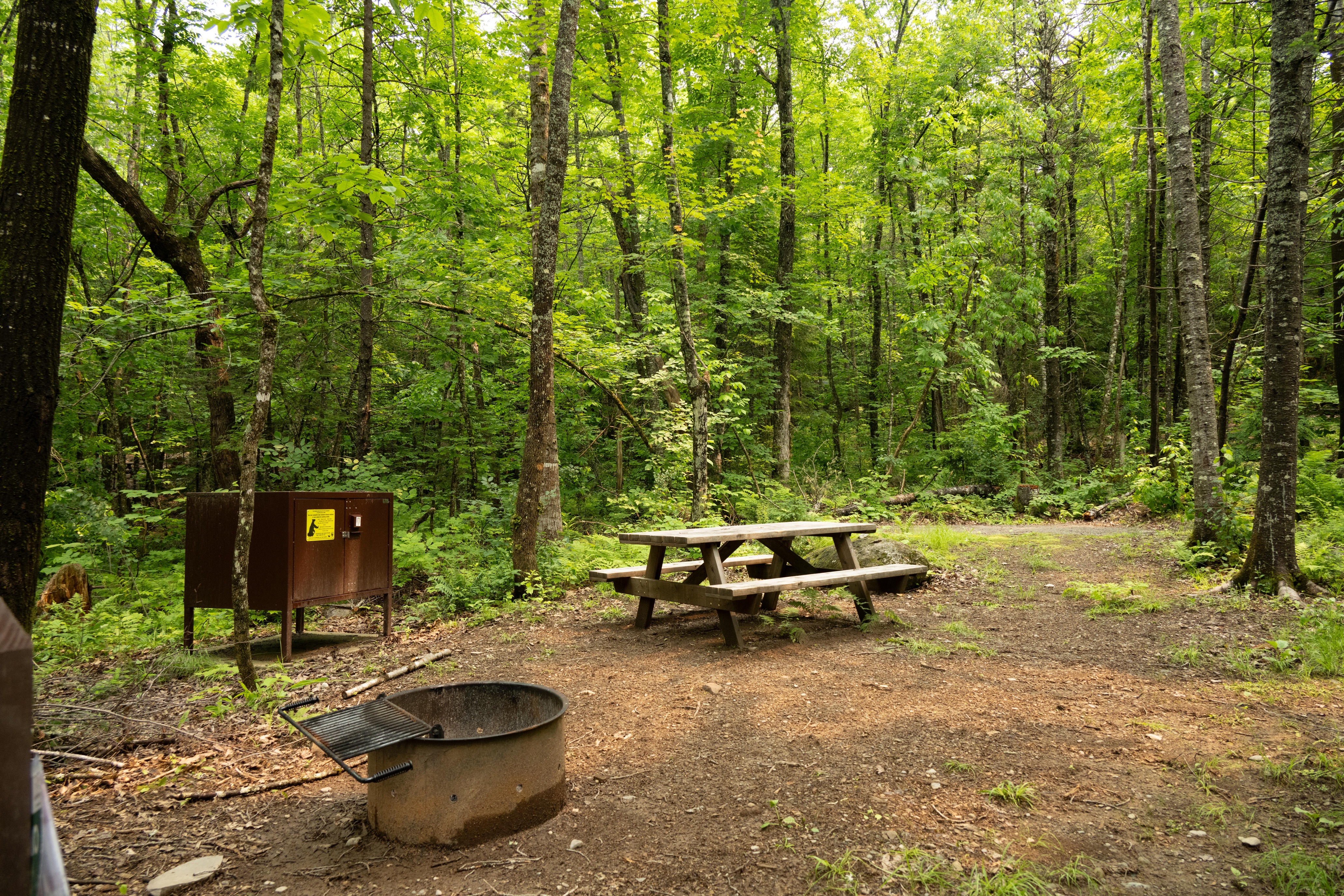 A picnic table, fire pit, and bear box in site 5 at Lunksoos camps 