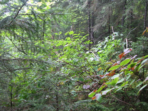 GRSM Accuracy Assessment. Plot Code: GRSM_AA_0157_4