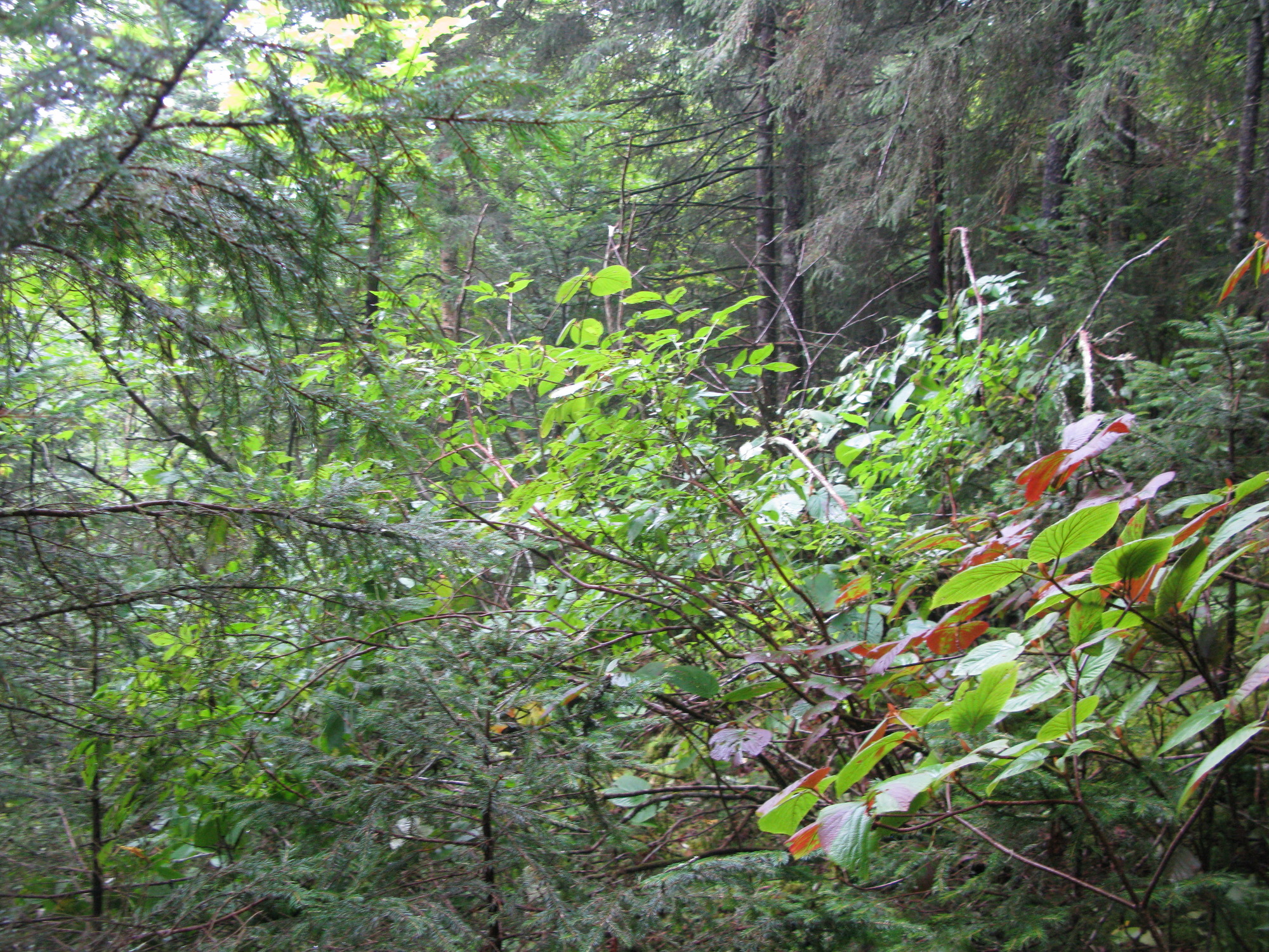 GRSM Accuracy Assessment. Plot Code: GRSM_AA_0157_4